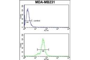NCK1 Antibody (N-term) (ABIN652772 and ABIN2842508) flow cytometry analysis of MDA-M cells (bottom histogram) compared to a negative control cell (top histogram). (NCK1 Antikörper  (N-Term))