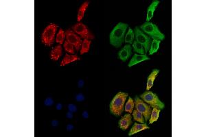 ABIN6264965 and ABIN6273160 staining Hela cells by IF/ICC.