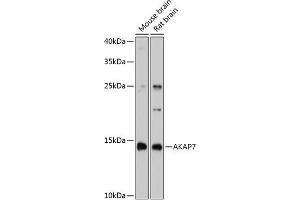 Western blot analysis of extracts of various cell lines, using  antibody (ABIN6129174, ABIN6136713, ABIN6136714 and ABIN6215423) at 1:3000 dilution. (AKAP7 Antikörper  (AA 1-81))