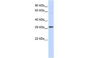 Western Blotting (WB) image for anti-Ovo-Like 2 (OVOL2) antibody (ABIN2458411) (OVOL2 Antikörper)
