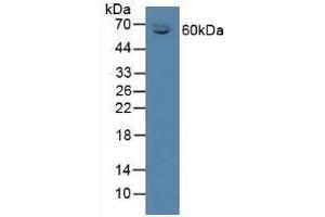 Figure. (SERPINA6 Antikörper  (AA 268-391))
