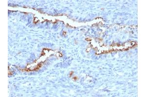 Formalin-fixed, paraffin-embedded human Endometrium stained with Podocalyxin Mouse Monoclonal Antibody (PODXL/2184).