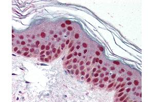 Anti-CDK9 antibody IHC of human skin. (CDK9 Antikörper)