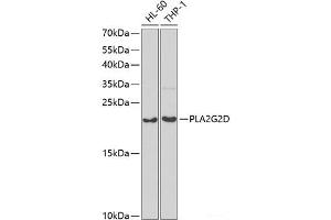 Western blot analysis of extracts of various cell lines using PLA2G2D Polyclonal Antibody at dilution of 1:1000. (PLA2G2D Antikörper)