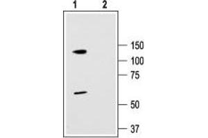 Western Blotting (WB) image for anti-Potassium Voltage-Gated Channel, Shaw-Related Subfamily, Member 3 (KCNC3) (AA 701-718), (Intracellular) antibody (ABIN7043538)