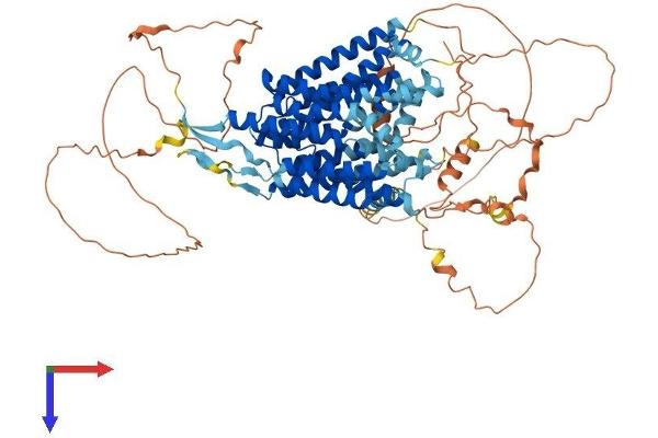 MFSD6 Protein (AA 1-775) (His tag)