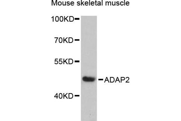 ADAP2 Antikörper  (AA 1-381)