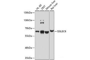 Western blot analysis of extracts of various cell lines using SIGLEC8 Polyclonal Antibody at dilution of 1:1000. (SIGLEC8 Antikörper)