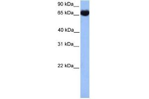 HSPA1L antibody used at 1 ug/ml to detect target protein.