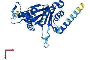 PSMA8 Protein (AA 1-250) (His tag)