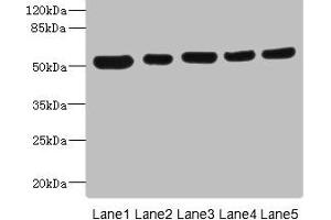 Western blot All lanes: ATXN10 antibody at 4.