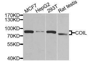 Western blot analysis of extracts of various cell lines, using COIL antibody. (Coilin Antikörper  (AA 297-576))