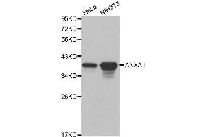 Western blot analysis of extracts of various cell lines, using ANXA1 antibody. (Annexin a1 Antikörper  (AA 1-346))