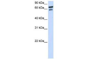 TCF25 antibody used at 0. (TCF25 Antikörper  (N-Term))