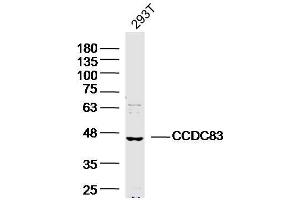 293T Cell lysates probed with CCDC83 Polyclonal Antibody, unconjugated  at 1:300 overnight at 4°C followed by a conjugated secondary antibody for 60 minutes at 37°C.