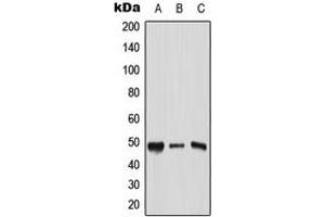Western blot analysis of AP2 gamma expression in HeLa (A), Raw264. (TFAP2C Antikörper  (C-Term))