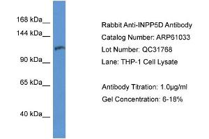 Western Blotting (WB) image for anti-Inositol Polyphosphate-5-Phosphatase, 145kDa (INPP5D) (C-Term) antibody (ABIN2774303) (INPP5D Antikörper  (C-Term))