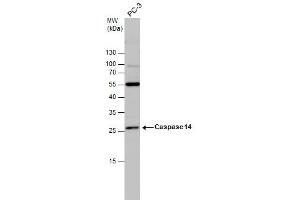WB Image Caspase 14 antibody detects Caspase 14 protein by western blot analysis.