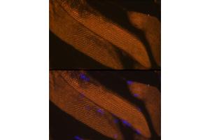 Immunofluorescence analysis of Mouse skeletal muscle using FBP2 antibody  at dilution of 1:100. (FBP2 Antikörper  (AA 1-339))