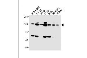 All lanes : Anti-FGFR2 Antibody (C-term) at 1:1000 dilution Lane 1: NCI- whole cell lysate Lane 2: HT-29 whole cell lysate Lane 3: A549 whole cell lysate Lane 4: T47D whole cell lysate Lane 5: Hela whole cell lysate Lane 6: NIH/3T3 whole cell lysate Lane 7: Mouse brain lysate Lysates/proteins at 20 μg per lane. (FGFR2 Antikörper  (C-Term))