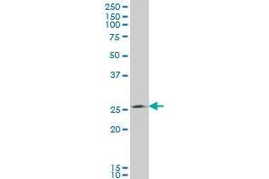 Western Blotting (WB) image for anti-Thiamine Triphosphatase (THTPA) (AA 1-231) antibody (ABIN466240) (THTPA Antikörper  (AA 1-231))