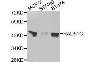 Western blot analysis of extracts of various cells, using RAD51C antibody. (RAD51C Antikörper)