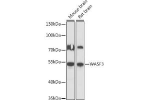 Western blot analysis of extracts of various cell lines, using W antibody (ABIN7271347) at 1:1000 dilution.