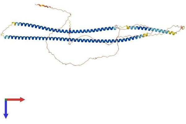 Keratin 6B Protein (KRT6B) (AA 1-562) (His tag)