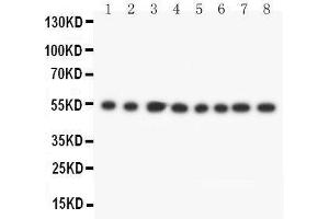 Lane 8: JURKAT Cell Lysate (DLD Antikörper  (C-Term))
