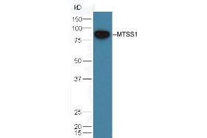 Mouse testicular lysate probed with Rabbit Anti-MTSS1 Polyclonal Antibody (ABIN762056) at 1:300 overnight in 4 °C. (MTSS1 Antikörper  (AA 101-200))