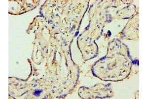 Immunohistochemistry of paraffin-embedded human placenta tissue using ABIN7170845 at dilution of 1:100 (MMP3 Antikörper  (AA 100-477))