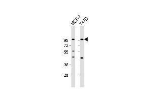 All lanes : Anti-GAB2 Antibody (N-term) at 1:1000 dilution Lane 1: MCF-7 whole cell lysate Lane 2: T47D whole cell lysate Lysates/proteins at 20 μg per lane. (GAB2 Antikörper  (N-Term))