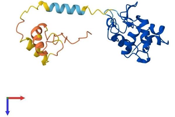 SPACA3 Protein (AA 1-221) (His tag)