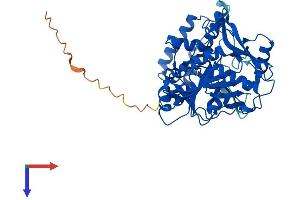 ADSSL1 Protein (AA 1-457) (His tag)
