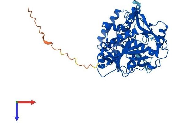 ADSSL1 Protein (AA 1-457) (His tag)