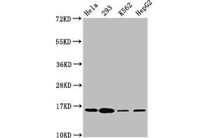Western Blot Positive WB detected in: Hela whole cell lysate, 293 whole cell lysate, K562 whole cell lysate, HepG2 whole cell lysate All lanes: H2AFX antibody at 1. (H2AFX Antikörper  (pSer139))
