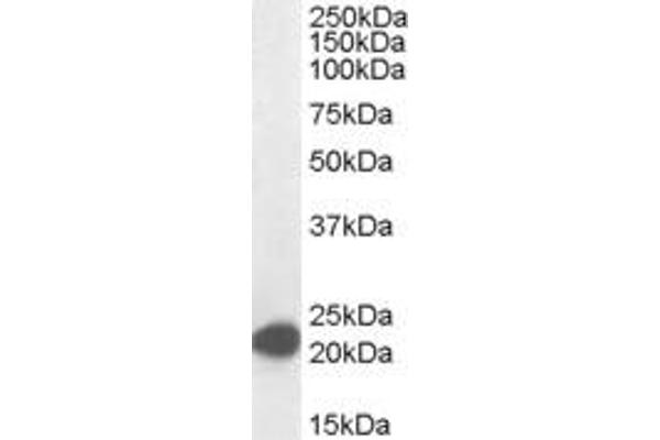 MAX antibody  (C-Term)