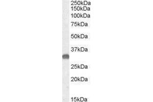 Western Blotting (WB) image for OTU Domain, Ubiquitin Aldehyde Binding 1 (OTUB1) peptide (ABIN370054) (OTU Domain, Ubiquitin Aldehyde Binding 1 (OTUB1) Peptid)