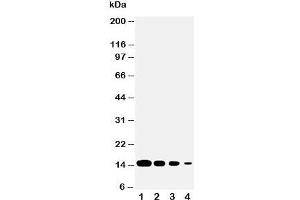 Western blot testing of DDT antibody and Lane 1:  recombinant human protein 10ng;  2: 5ng;  Lane 3;  2.