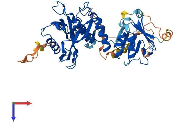 SUFUH Protein (AA 1-484) (His tag)