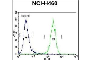 ATXN7L2 Antibody (C-term) (ABIN655240 and ABIN2844843) flow cytometric analysis of NCI- cells (right histogram) compared to a negative control cell (left histogram).