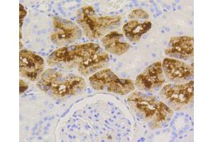 Immunohistochemistry of paraffin-embedded human kidney using LYZ antibody. (LYZ Antikörper)