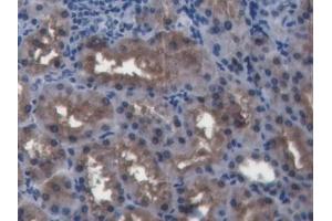 IHC-P analysis of Pig Kidney Tissue, with DAB staining. (BMP4 Antikörper  (AA 25-201))