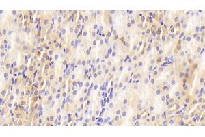 Detection of GAL2 in Mouse Kidney Tissue using Polyclonal Antibody to Galectin 2 (GAL2) (Gallinacin-2 (GAL2) (AA 1-130) Antikörper)