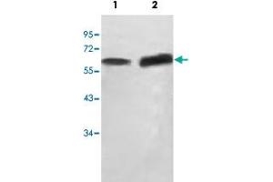 Western blot analysis of HepG2 cell (Lane 1) and human fetal testis (Lane 2) lysate with SCP2 polyclonal antibody  at 1 : 500 dilution. (SCP2 Antikörper  (AA 303-536))