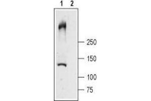 Western blot analysis of rat skeletal muscle lysates: - 1. (RYR1 Antikörper  (Intracellular, N-Term))