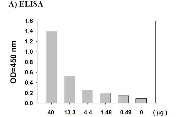 AKT1 ELISA Kit