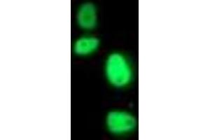 Anti-ERCC4 mouse monoclonal antibody (ABIN2454690) immunofluorescent staining of COS7 cells transiently transfected by pCMV6-ENTRY ERCC4 (RC223300). (ERCC4 Antikörper)