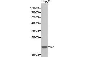 Western blot analysis of extracts of HepG2 cell lines, using IL7 antibody. (IL-7 Antikörper)