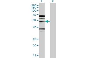 Western Blot analysis of WNT5A expression in transfected 293T cell line by WNT5A MaxPab polyclonal antibody. (WNT5A Antikörper  (AA 1-380))